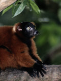 A Portrait of a Captive Red-Ruffed Lemur