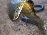 A King Cobra Strikes in Self-Defense During a Boxing Match Between Man and Serpent