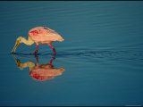 A Roseate Spoonbill