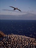 Northern Gannet in Flight over a Rookery