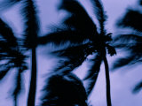 Silhouetted Palm Trees Blow in the Wind