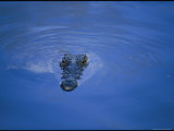 Crocodiles