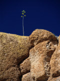 A Single Plant Grows from a Crack in a Large Rock