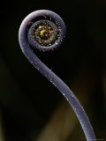 Close-up of a Hapu-U Fiddlehead Fern