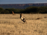 An African Cheetah Sprinting at Top-Speed