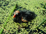 A Portrait of a Common Gallinule Chick