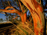 Red Swamp Banksia