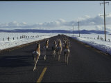 Pronghorn Travel a Road to Avoid Heavy Snow