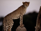 A Young African Cheetah Stares Directly at the Camera
