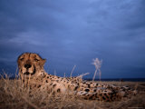An Eye-To-Eye View of an African Cheetah