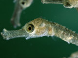 Sea Horse Young in the Wild