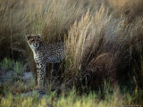 Tall Grasses Provide Coverage for African Cheetahs