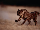 An African Cheetah Sprinting at Top-Speed