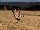 An African Cheetah Running at Top Speed
