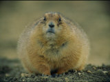 A Close View of a Fat Black-Tailed Prairie Dog