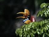 A Female Red-Knobbed Hornbill Eats a Fig