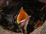 American Robin Chick in Nest
