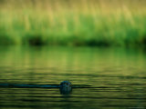 A Harbor Seal Surveys its Surroundings
