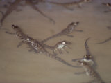 A Group of Newly-Hatched Crocodiles