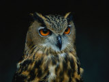 African Eagle Owl