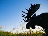 A Mooses Head is Silhouetted against the Landscape