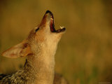 Howling Jackal