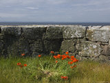 Denmark  Christians Oe Island  Poppy Flowers Granite Wall