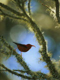 Side View of an Iiwi Bird Perched on Akala