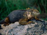 A Galapagos Land Iguana (Conolophus Subcristatus)
