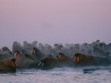 Atlantic Walruses Gather Together for Safety in Numbers