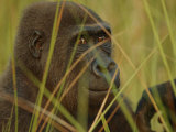Western Lowland Gorilla