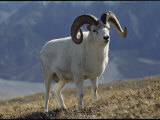 Dalls Sheep