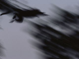 An Unidentified Primate Leaping Between Tree Branches