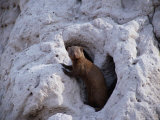 A Red Mongoose Keeps Watch from the Front Door of its Den in a Termite Mound