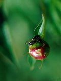 A Yellowjacket Bee on a Plant