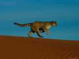 Sensing Something Beyond the Camera  the Mountain Lion Runs Across the Arid Landscape