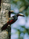 A Collared Aracari with Young