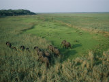 A Herd of Elephants Move Through the Long Grass Near the Chobe River