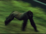 A Gorilla at Zoo Atlanta