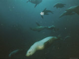 Steller Sea Lions Prowl Near the Summit of Bowie Seamount  Their Feeding Grounds