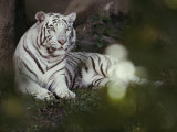 A Rare White Tiger at the Cincinnati Zoo