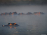 A View of Hippopotamuses Lounging in the Water