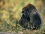 A Gorilla at Zoo Atlanta