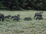 A Pair of Warthogs and Their Litter Forage in a Clearing