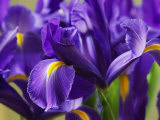 Close View of Irises