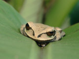 A Tree Frog Hides on a Plant Leaf