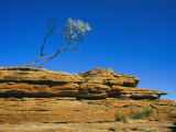 A View of a Eucalyptus Tree at the Top of a Cliff