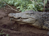 Close View of a Crocodile