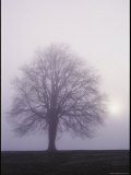 Tree in the Morning Mist