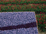 A Bed of Blue Hyancinths Shot against a Background of Red Tulip Fields